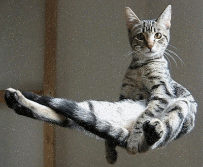 levitating-cat.jpg