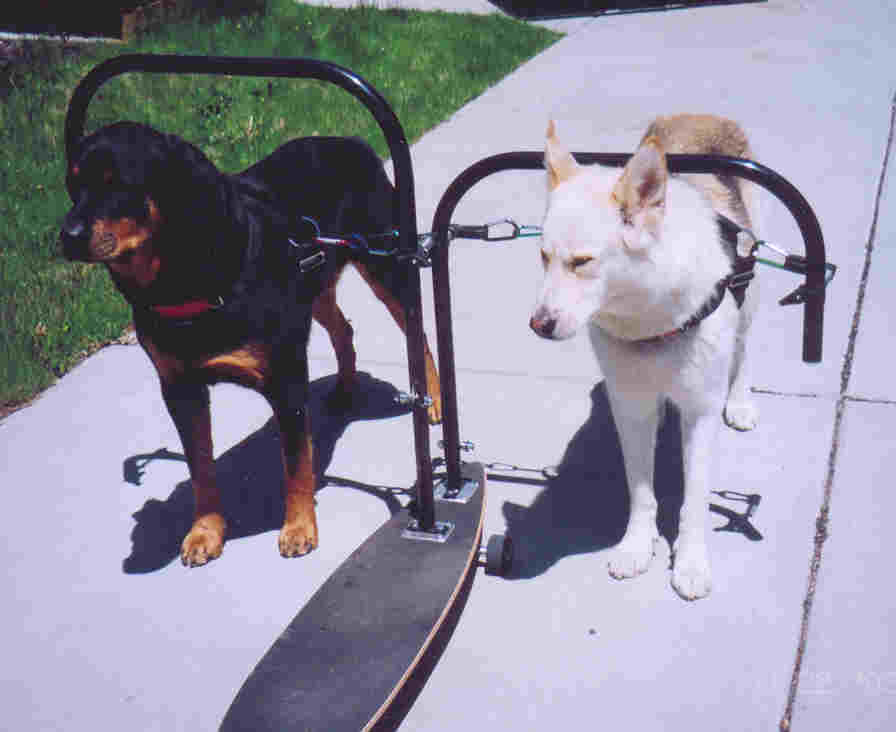 skateboard2dogfrontdogs_68a5.jpg