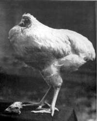 Happy 63rd birthday to Mike the Headless Chicken / Boing Boing