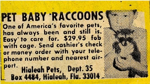 Pet Baby Raccoons FRIDGE MAGNET comic book advertisement Hialeah Florida 