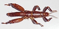 295px-Dryococelus_australis_02_Pengo.jpg