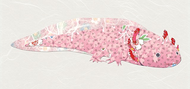 H01Axolotl.jpg
