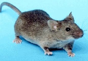 House_mouse.jpg