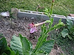 IMG_4433.jpg