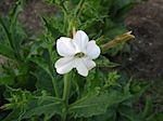 IMG_4436.jpg
