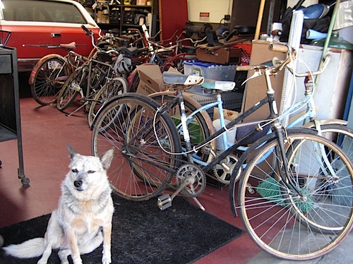 Photo of Mister Jalopy's dog Coco who apparently owns the store Mister