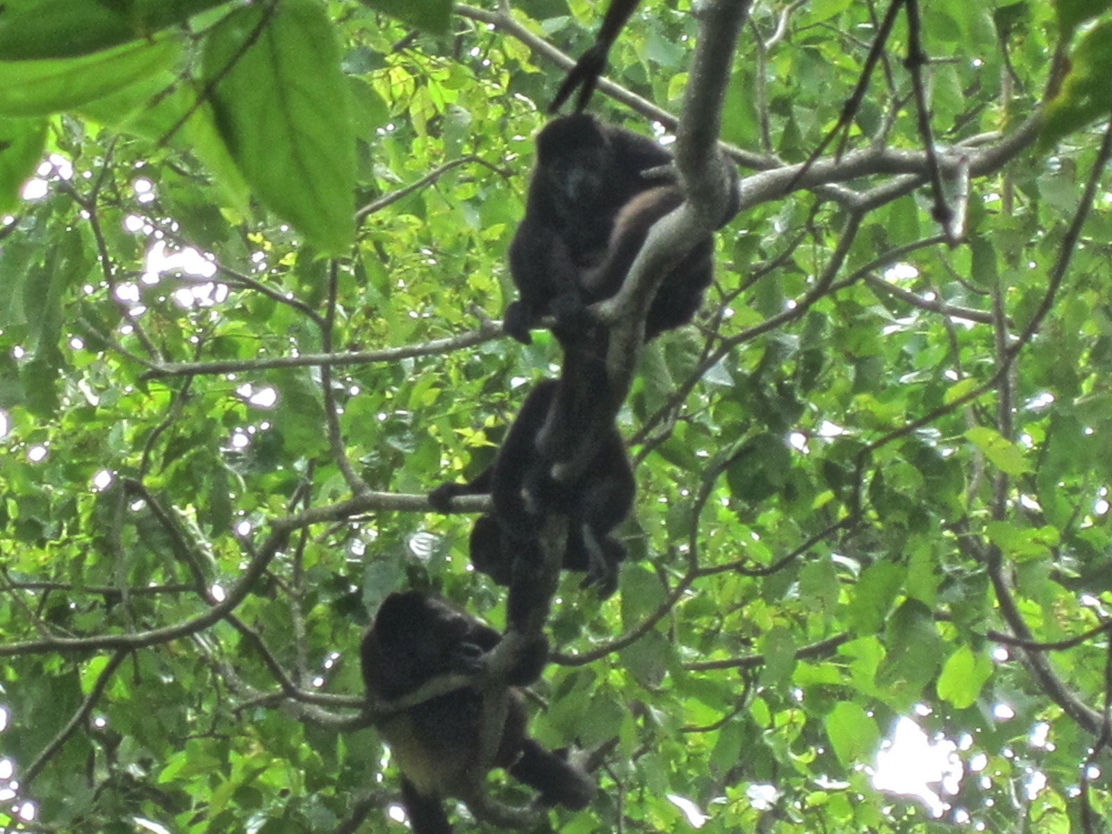 The sounds of tree frogs and howler monkeys in Costa Rica - Boing Boing