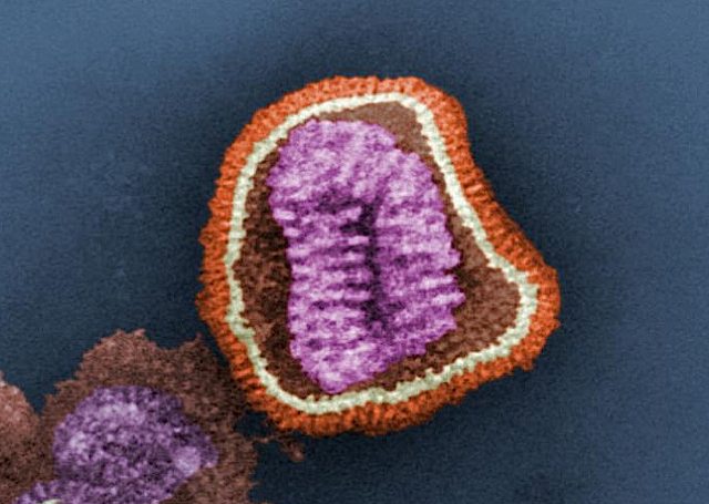 Influenzavirus.jpg