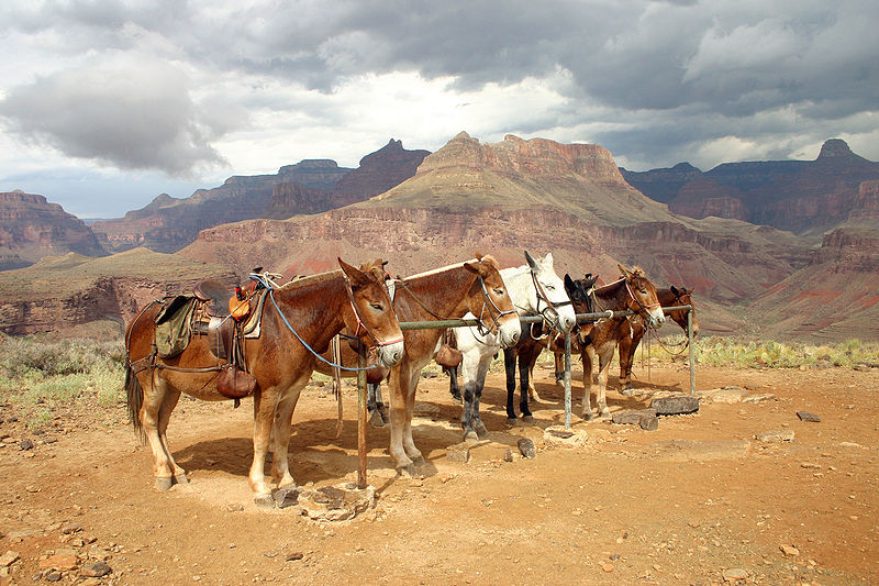 Mules.jpg