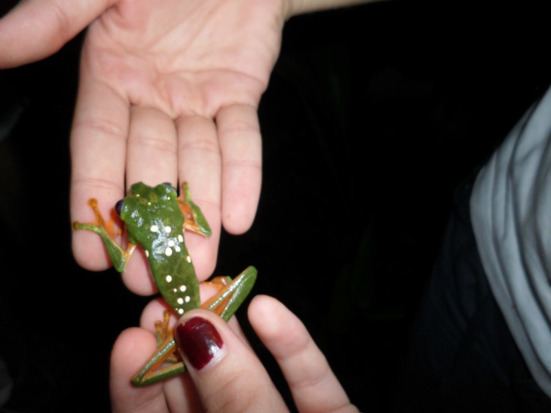 The sounds of tree frogs and howler monkeys in Costa Rica - Boing Boing
