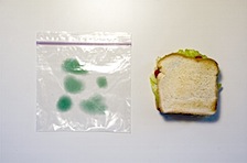 _independent_work_images_moldy_bag_1.jpg