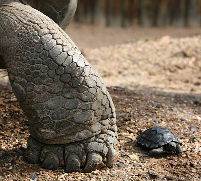 baby giant tortoise.jpg