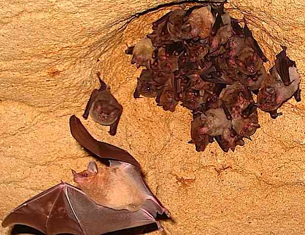 batsingabinarraca.jpg
