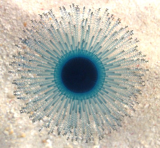 biodiversitywami3.jpg