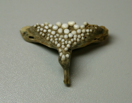 biodiversitywami4.jpg