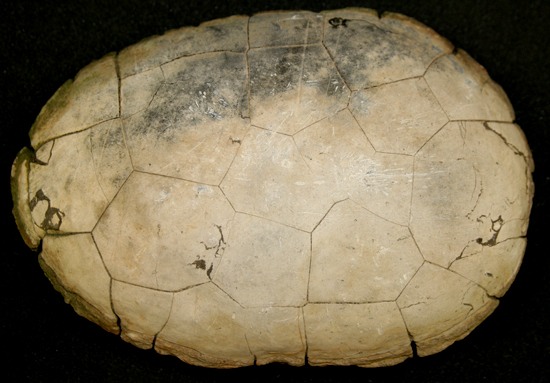 biodiversitywami5.jpg