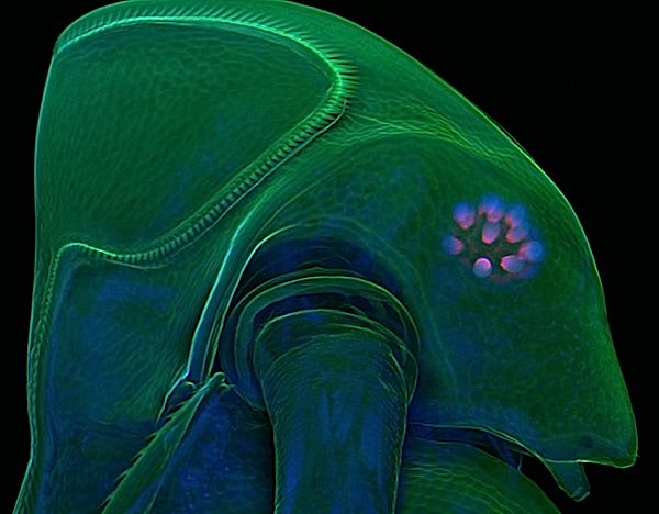 bioscapes2009.jpg