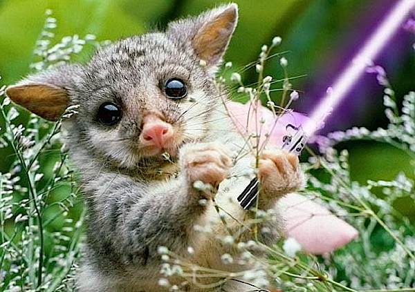 bushbabywlightsaber.jpg