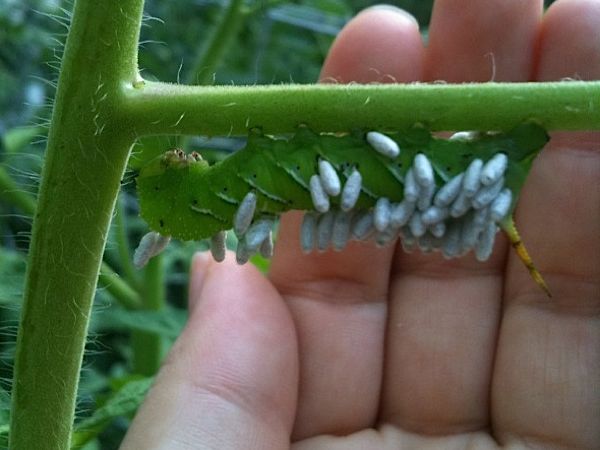 caterpillartorture.jpg