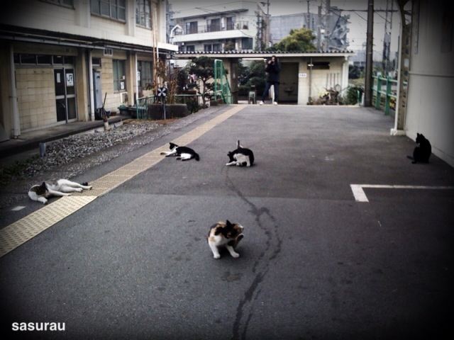 cats.jpg