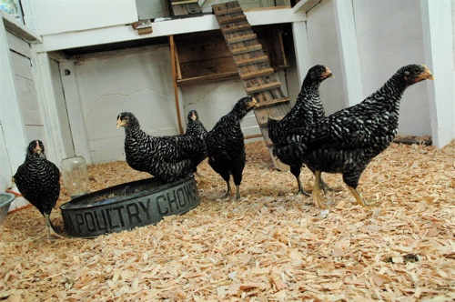 Chickens-At-8-Weeks