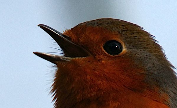 chorusbirdspace.jpg