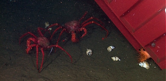 container crabs.jpg