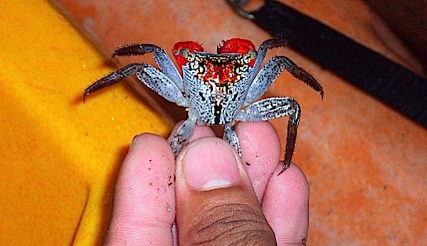 crabbig.jpg