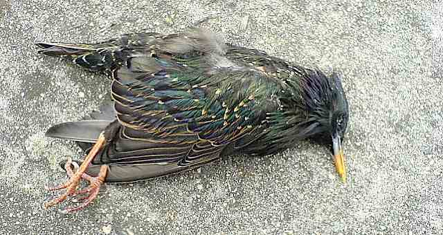 deadbird.jpg