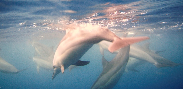 dolphinphoto.jpg