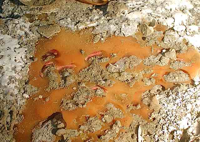 eightworms.jpg