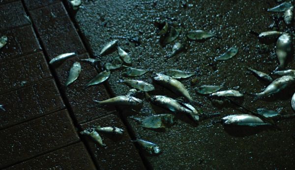 fishkill.jpg
