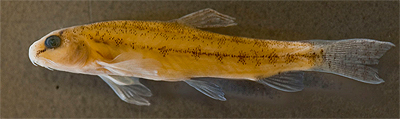 freshwater_fish03.jpg