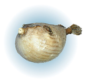 fugu.jpg