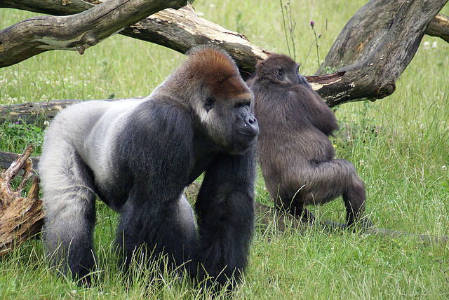 gorillas.jpg