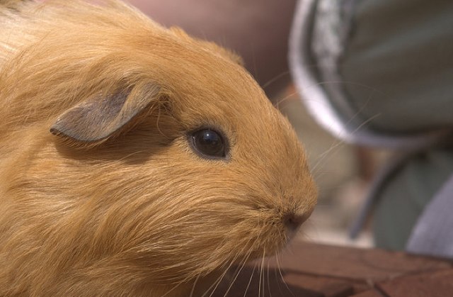 guineapig.jpg