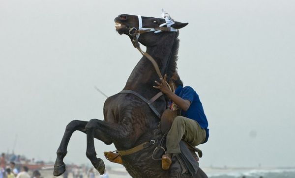 horserearing.jpg