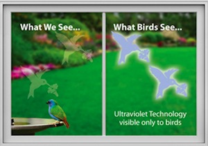 hummingbird-back.jpeg