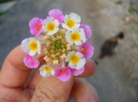 Littleflowers