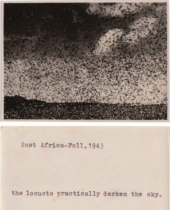 locusts-peter-549x800.jpg