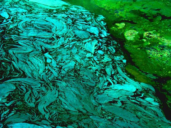 mary-taffe-lake-pollution-hades.jpg