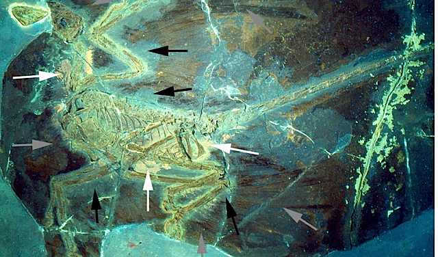 microraptor_UV.jpg