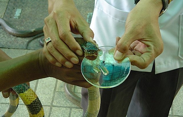 by poisonous snakes while