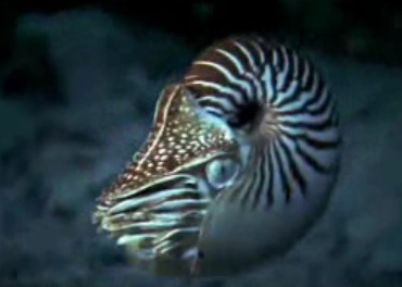 nautilus.jpg