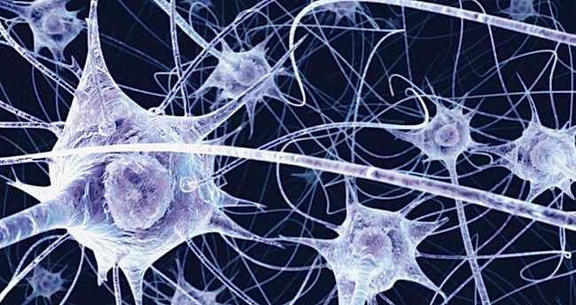 neurons.jpg