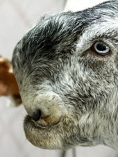 odd-goat.jpg