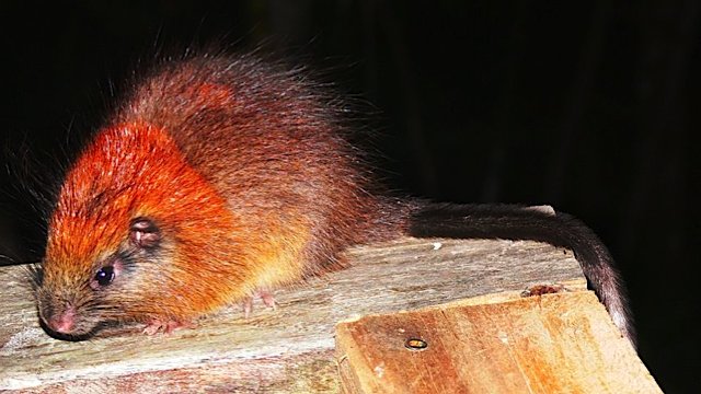 redcrestedtreerat.jpg