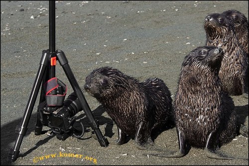 Sealsandcamera