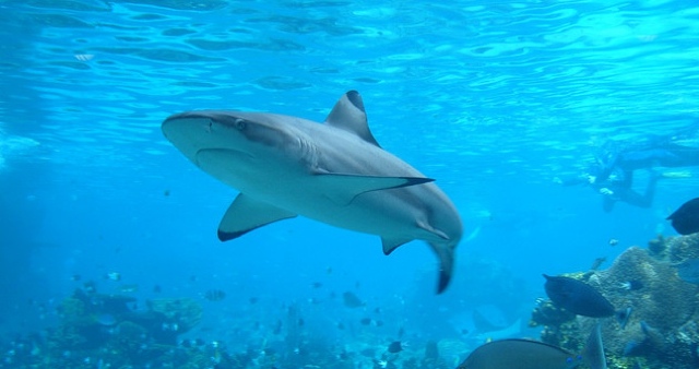 shark.jpg