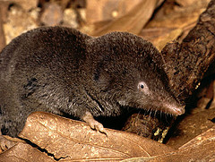 Flickr photo of short tailed shrew by cotinis